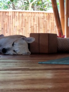 our resident dog charly the expert at savasana
