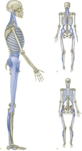 Lateral Line in Yin Yoga Fascia Pathway Through the Side Body Lateral Line in Yin Yoga: Fascia Pathway Through the Side Body