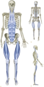 Superficial Front Line in Yin Yoga Fascia Pathway Through the Front Body