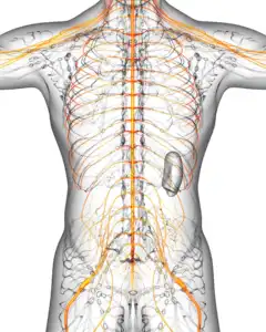 Yin Yoga, the Vagus Nerve and Modern Stress